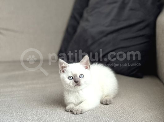 Güzel Surat Bri̇ti̇sh Shorthai̇r Blue Poi̇nt Yavrum görsel