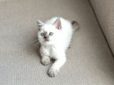 Güzel Surat Bri̇ti̇sh Shorthai̇r Blue Poi̇nt Yavrum