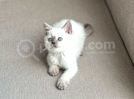 Güzel Surat Bri̇ti̇sh Shorthai̇r Blue Poi̇nt Yavrum görsel