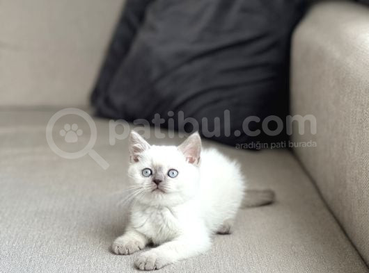 Güzel Surat Bri̇ti̇sh Shorthai̇r Blue Poi̇nt Yavrum