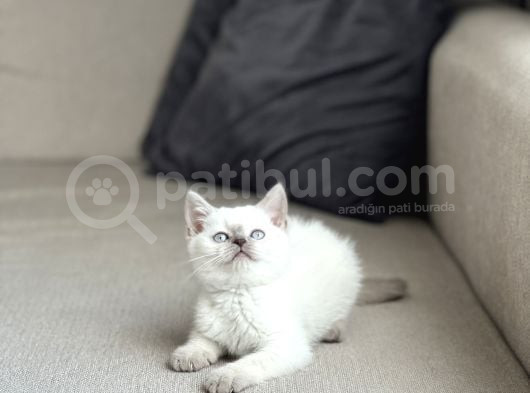 Güzel Surat Bri̇ti̇sh Shorthai̇r Blue Poi̇nt Yavrum görsel