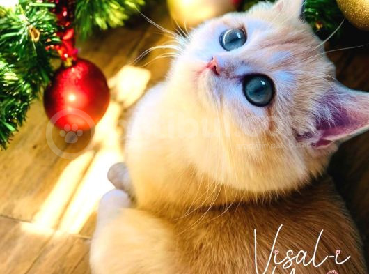 British Golden Shorthair Ny12  Kızım görsel