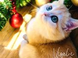 British Golden Shorthair Ny12  Kızım