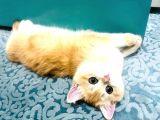 British Golden Shorthair Ny12  Kızım