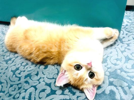 British Golden Shorthair Ny12  Kızım görsel