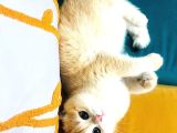 British Golden Shorthair Ny12  Kızım