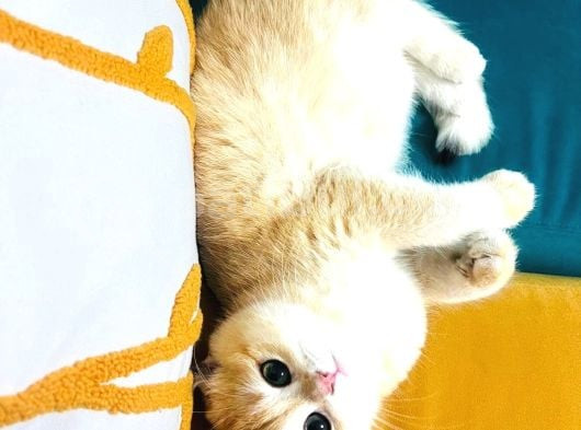 British Golden Shorthair Ny12  Kızım görsel