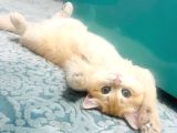 British Golden Shorthair Ny12  Kızım