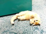 British Golden Shorthair Ny12  Kızım