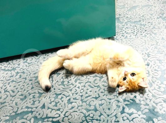 British Golden Shorthair Ny12  Kızım görsel