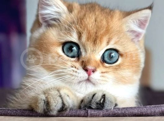 Altın Yavrumuz Golden Ny11 British Shorthair