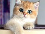 Altın Yavrumuz Golden Ny11 British Shorthair