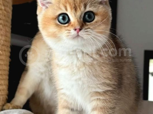 Altın Yavrumuz Golden Ny11 British Shorthair görsel