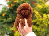 Kore Poodle Yavrular
