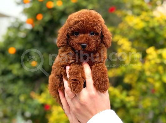 Kore Poodle Yavrular görsel