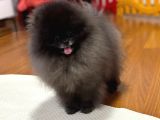 Teddy Bear Face Ayı Surat Pomerani̇an Boo