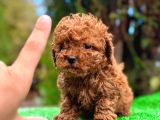 TOY POODLE KILO GARANTİLİ RED BRONW