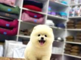 Oyuncak Değil Gerçek Pomeranian Yavrularım