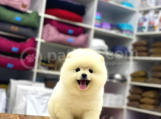 Oyuncak Değil Gerçek Pomeranian Yavrularım görsel