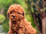 Toy Poodle Kilo Garanti̇li̇ Red Bronw