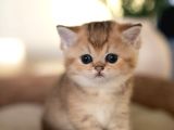 Oyuncak Bebeğim Golden British Shorthair