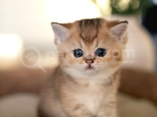 Oyuncak Bebeğim Golden British Shorthair
