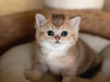 Oyuncak Bebeğim Golden British Shorthair