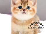Altın Parlaklığında Golden British Shorthair