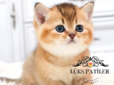 Altın Parlaklığında Golden British Shorthair