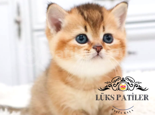 Altın Parlaklığında Golden British Shorthair görsel