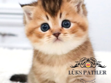 Altın Parlaklığında Golden British Shorthair
