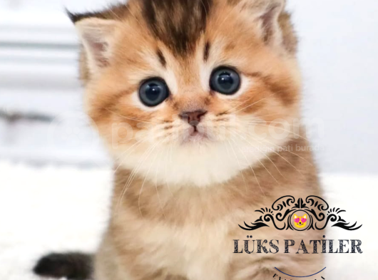 Altın Parlaklığında Golden British Shorthair görsel