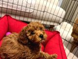 A Kalite Irk Ve Sağlık Garantili 2 Aylık Toy Poodle Yavrumuz