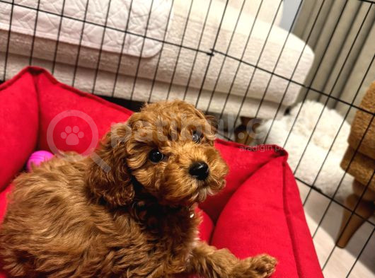 A Kalite Irk Ve Sağlık Garantili 2 Aylık Toy Poodle Yavrumuz görsel