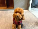 A Kalite Irk Ve Sağlık Garantili 2 Aylık Toy Poodle Yavrumuz