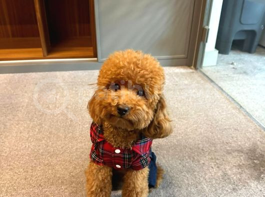 A Kalite Irk Ve Sağlık Garantili 2 Aylık Toy Poodle Yavrumuz görsel