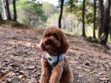 A Kalite Irk Ve Sağlık Garantili 2 Aylık Toy Poodle Yavrumuz