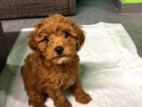 A kalite Irk ve sağlık garantili 2 Aylık Toy poodle yavrumuz