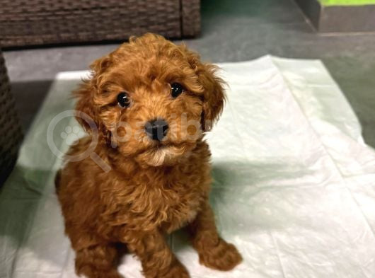 A Kalite Irk Ve Sağlık Garantili 2 Aylık Toy Poodle Yavrumuz