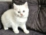 Pamuk Gibi Bebek