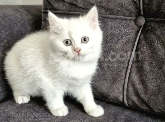Pamuk Gibi Bebek görsel