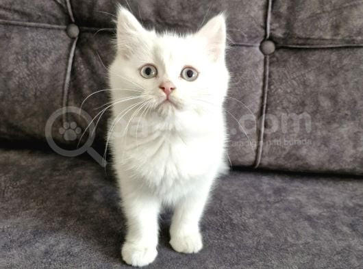 Pamuk Gibi Bebek görsel