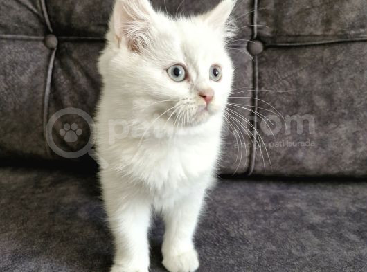 Pamuk Gibi Bebek görsel