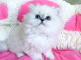 Maviş Point British Longhair Bebeklerim