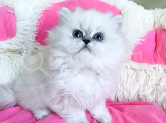 Maviş Point British Longhair Bebeklerim görsel