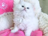 Maviş Point British Longhair Bebeklerim