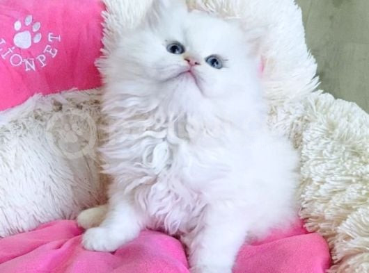 Maviş Point British Longhair Bebeklerim görsel