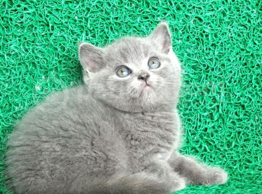 Gri Tüy Yumağı British Shorthair görsel