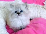 Maviş Point British Longhair Bebeklerim