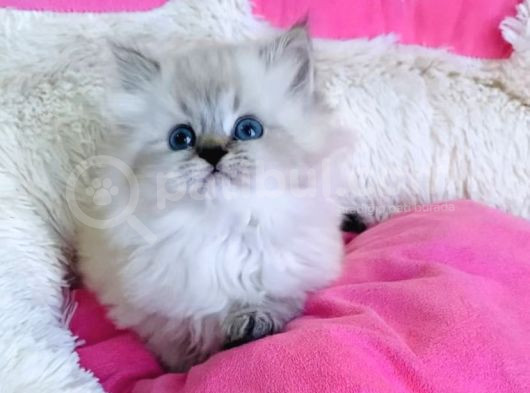 Maviş Point British Longhair Bebeklerim görsel